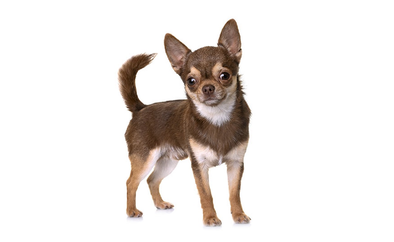 Read more about the article Smallest dog breed